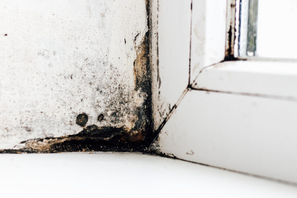 black mold, mould removal in Johannesburg