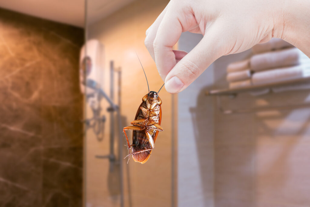 Hand holding a cockroach with bathroom shower in the background